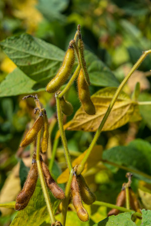 Soybeans pod macro. Harvest of soy beans - agriculture legumes plant. Soybean field - dry soyas pods.の写真素材