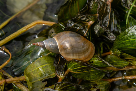 Lymnaea - Great pond snail Lymnaea stagnalis, air-breathing freshwater snail, an aquatic pulmonate gastropod mollusk, family Lymnaeidae.の写真素材