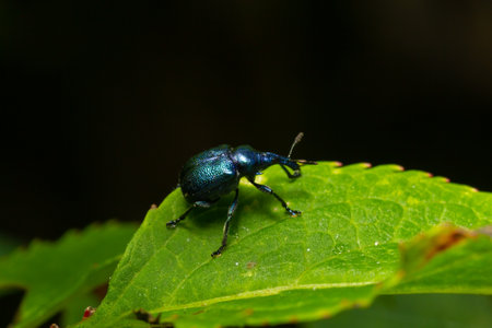 Weevil Beetle Rhynchites bacchus on a green leaf. Pest for fruit trees. a problem for gardeners and...