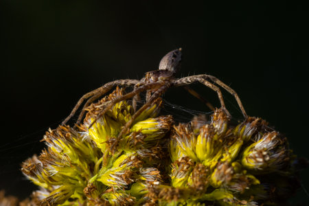 Pisaurina mira Nursery web spider a common garden and meadow insect with selective focus.の写真素材