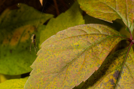 Nice macro image of a spider web sitting on its web with a blurred background and selective focus. A...