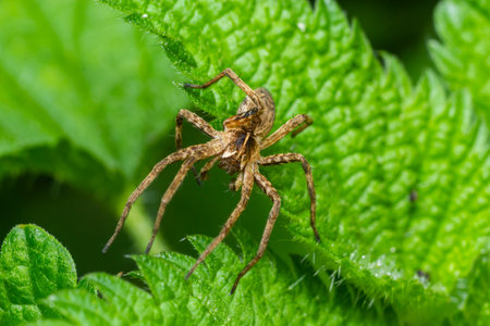 Pisaurina mira Nursery web spider a common garden and meadow insect with selective focus.の写真素材