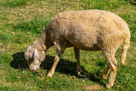 The sheep are pasturing on the farm, care of household pets. Warm summer and hard agrarian work in provinces .の写真素材
