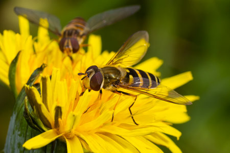Marmalade Hoverfly Episyrphus balteatus distinctive orange black pattern, resting on yellow flower, green background.の写真素材