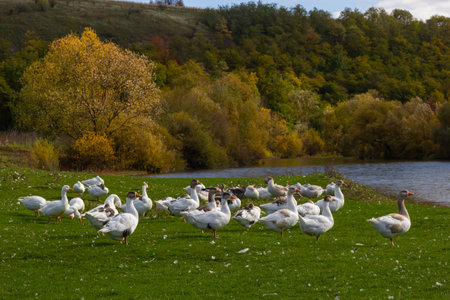 Gray beautiful geese in a pasture in the countryside walk on the green grass. Livestock farm birds. Animal breeding.の写真素材