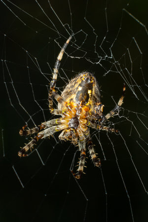 Spider Araneus diadematus with a cross on its back on a web against a tree background.