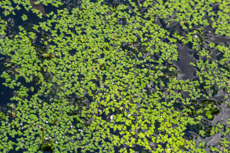 Common Duckweed, Duckweed, Lesser Duckweed, Natural Green Duckweed Lemna perpusilla Torrey on The...