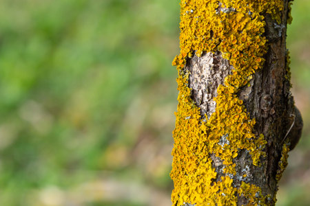 The bark of the tree, the texture of the wood, overgrown with moss. The bark of a thick deciduous tree can be seen as a delicate layer of moss which gives a greenish color.の写真素材