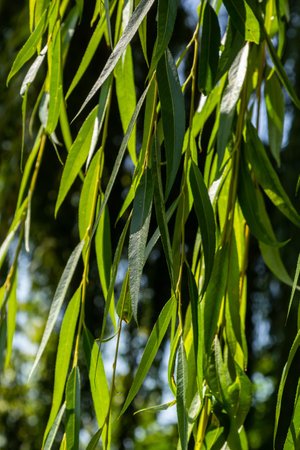 Weeping willow tree foliage background. Weeping willow branches with green leaves. Close up view of green foliage of crying willow tree.の写真素材