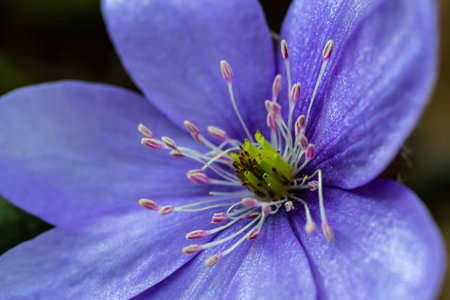 Beautiful macro shot of a first single wildflower Large Blue Hepatisa Hepatisa transsylvanica starting to bloom among dry leaves in early spring.の写真素材