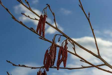 Small branch of black alder Alnus glutinosa with male catkins and female red flowers. Blooming alder in spring beautiful natural background with clear earrings and blurred background.の写真素材