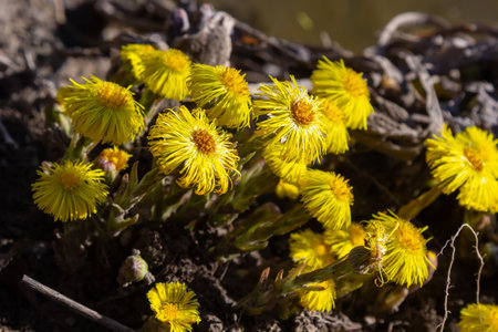 Tussilago farfara, commonly known as coltsfoot is a plant in the groundsel tribe in the daisy family Asteraceae. Flowers of a plant on a spring sunny day.の写真素材