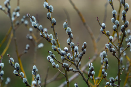 Willow Salix caprea branch with coats, fluffy willow flowers. Easter. Palm Sunday. Goat Willow Salix...