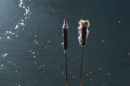 Cattails bulrush Typha latifolia beside river. Closeup of blooming cattails during early spring snowy background. Flowers and seed heads of fluffy cattail.の写真素材