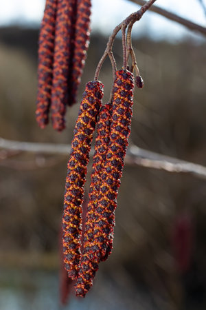 Small branch of black alder Alnus glutinosa with male catkins and female red flowers. Blooming alder...