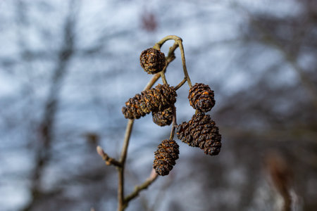 Small branch of black alder Alnus glutinosa with male catkins and female red flowers. Blooming alder in spring beautiful natural background with clear earrings and blurred background.の写真素材