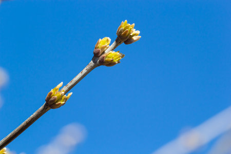 budding buds on a tree branch in early spring macro. Early spring, a twig on a blurred background....