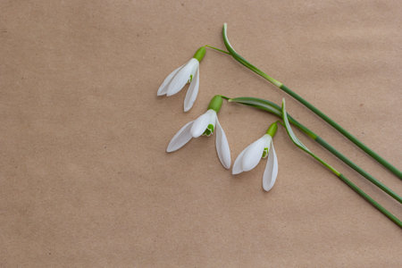 Spring flowers are snowdrops and paper for text background. Copy space, top view. holiday card. holiday background.の写真素材