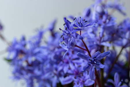 Beautiful blue flowers snowdrops Scilla bifolia alpine squill, two-leaf squill on a white background...