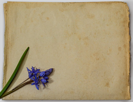 Spring blue flowers of Scilla bifolia on old yellow paper background with blank space for text. Floral frame for greeting or invitation. Spring concept in vintage style.の写真素材
