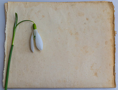 Spring flowers are snowdrops and paper for text background. Copy space, top view. holiday card. holiday background.の写真素材