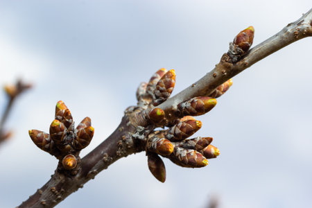 budding buds on a tree branch in early spring macro. Early spring, a twig on a blurred background....