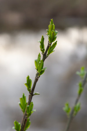 budding buds on a tree branch in early spring macro. Early spring, a twig on a blurred background....