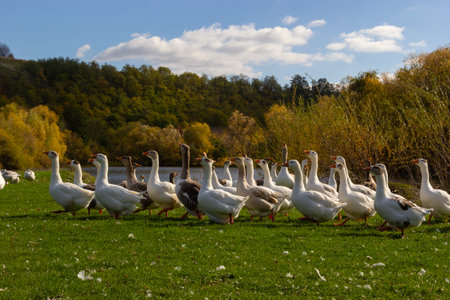 Gray beautiful geese in a pasture in the countryside walk on the green grass. Livestock farm birds. Animal breeding.の写真素材