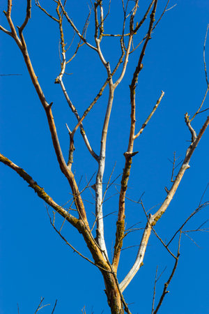 Dry tree branch without leaves on the background of the blue sky with clouds, spring time. The...
