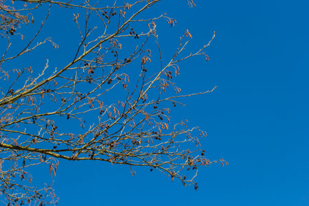 Small branch of black alder Alnus glutinosa with male catkins and female red flowers. Blooming alder...