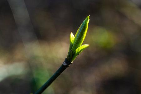 budding buds on a tree branch in early spring macro. Early spring, a twig on a blurred background....