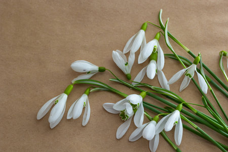 Spring flowers are snowdrops and paper for text background. Copy space, top view. holiday card. holiday background.の写真素材