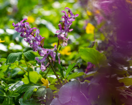 Corydalis. Corydalis solida. Violet flower forest blooming in spring. The first spring flower, purple. wild corydalis in nature.の写真素材