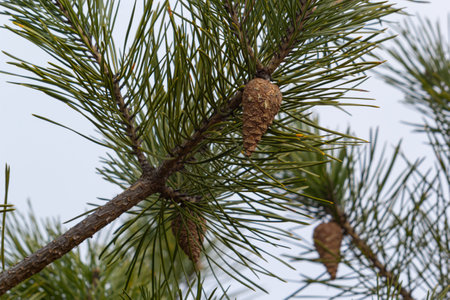 A pine branch in a natural environment. blackjack pine cones on twig closeup, beautiful natural...