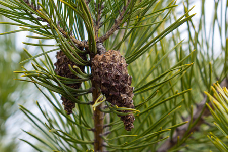 Last year's brown cones on a pine branch against a blue spring sky. selective focus. A luxurious...