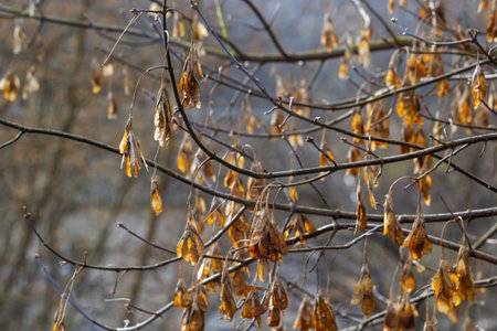 Yellow maple seeds against the blue sky. macro. Maple branches with golden seeds on a clear sunny day. close-up. Early spring concept. Bright beautiful nature background.の写真素材