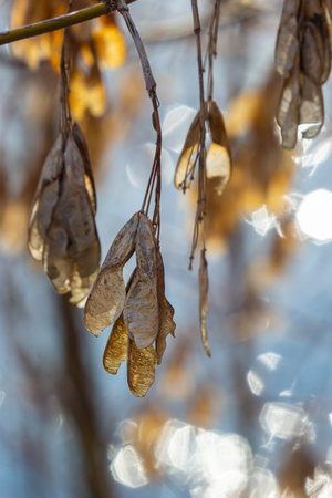 Yellow maple seeds against the blue sky. macro. Maple branches with golden seeds on a clear sunny...