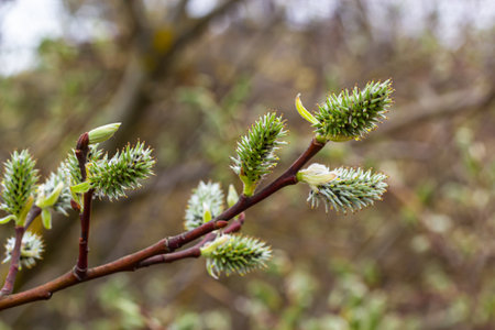 pussy willow Salix caprea male. Mass of willow cats in early spring with a wonderful bokeh...