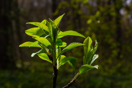 Big green buds branches. Young leaves green coming out from thick green buds. branches with new...