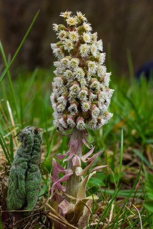 Inflorescences of butterbur, pestilence wort, Petasites hybridus.Blossom, Common butterbur. A blooming butterbur Petasites hybridus flower in the meadow.の写真素材