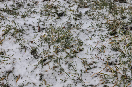 Green grass under first white snow background, pattern texture for use in print design.の写真素材