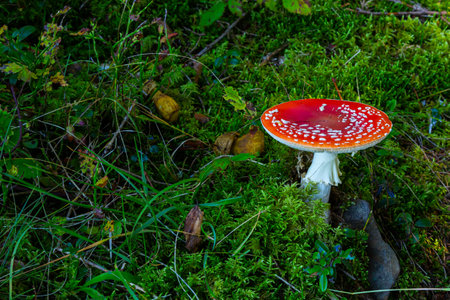Amanita Muscaria, poisonous mushroom. Photo has been taken in the natural forest background.