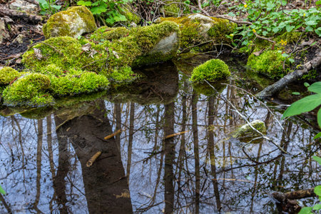 River in a forest park. Plants, moss, green grass. Reflections on water. Spring, early summer....