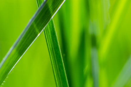 Water drops on the green grass. Morning dew, watering plants. Drops of moisture on leaves after rain. Beautiful green background on an ecological theme.の写真素材