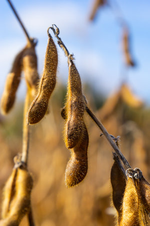 Soybean fields. Ripe golden-yellow soybean pods at sunset. Soybean field in the golden glow. Blurred background, shallow depth of field The concept of a good harvest. macro.の写真素材