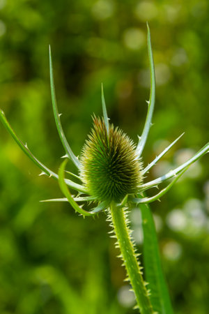 Flowers of wild teasel in autumn, also called Dipsacus fullonum or wilde karde, selected focus, Bokeh.の写真素材