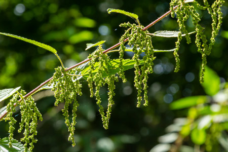 Urtica dioica or stinging nettle, in the garden. Stinging nettle, a medicinal plant that is used as...