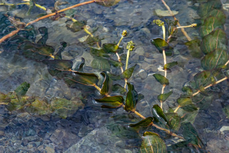 The shore of the lake is strewn with leaves. Autumn scenery at a lake in central europe. Season early autumn.の写真素材