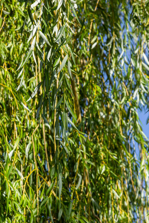 Weeping willow tree foliage background. Weeping willow branches with green leaves. Close up view of green foliage of crying willow tree.の写真素材