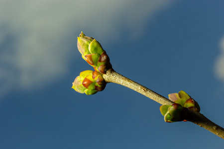Big green buds branches. Young leaves green coming out from thick green buds. branches with new foliage illuminated by the day sun. early spring day. Spring is comming.の写真素材